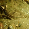 Platichthys flesus (Flunder)